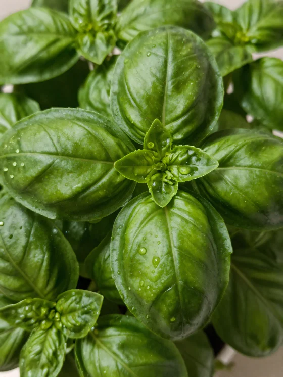 Gedroogde basilicum en gemalen basilicumpoeder op een houten oppervlak